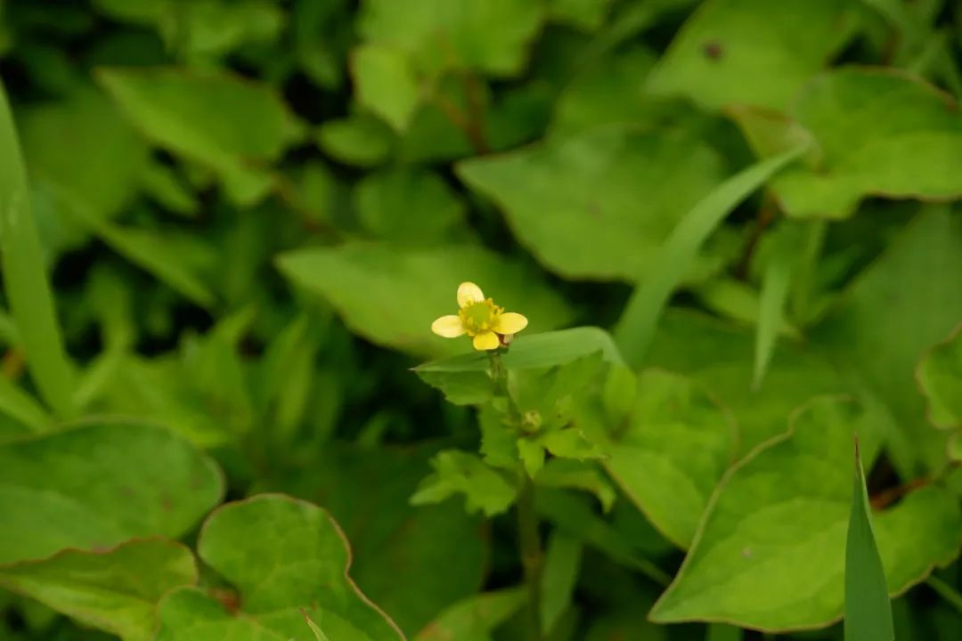 DƬ